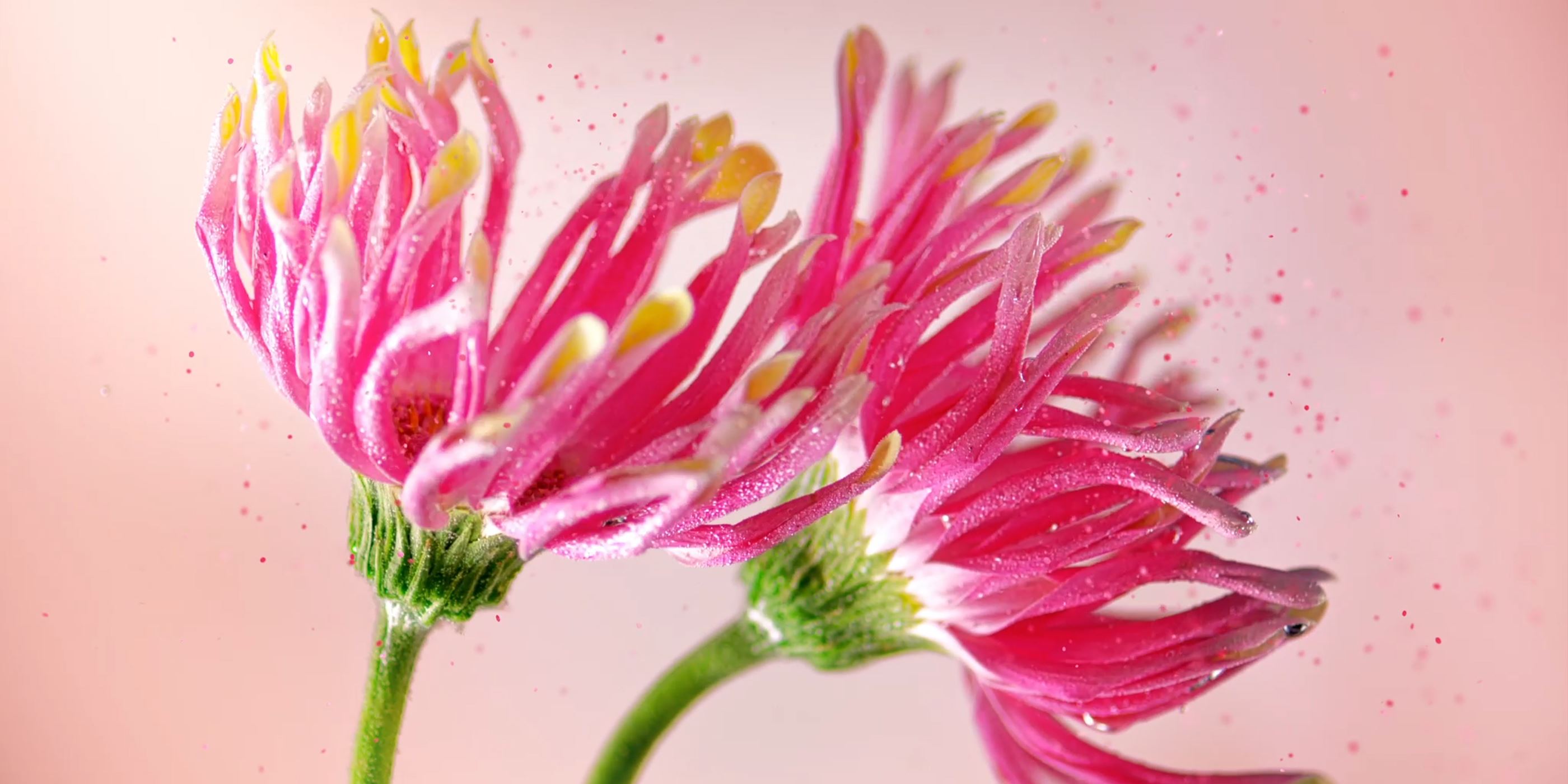 pink flower containing antioxidants