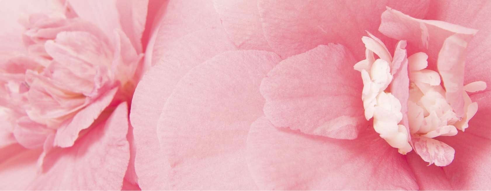 camellia japonica for skin