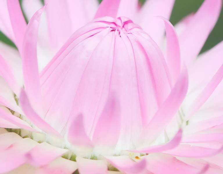 helichrysum flower