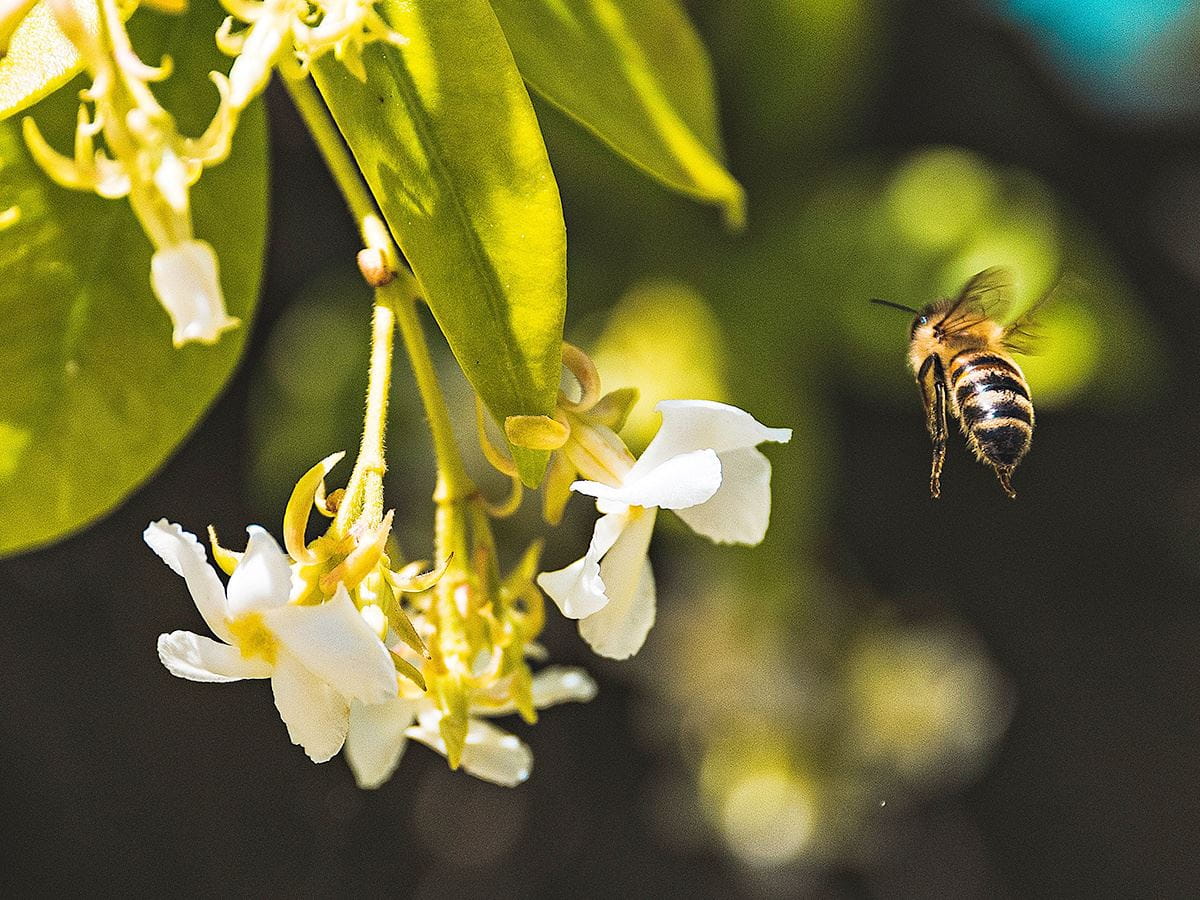 bee hovering over a flower