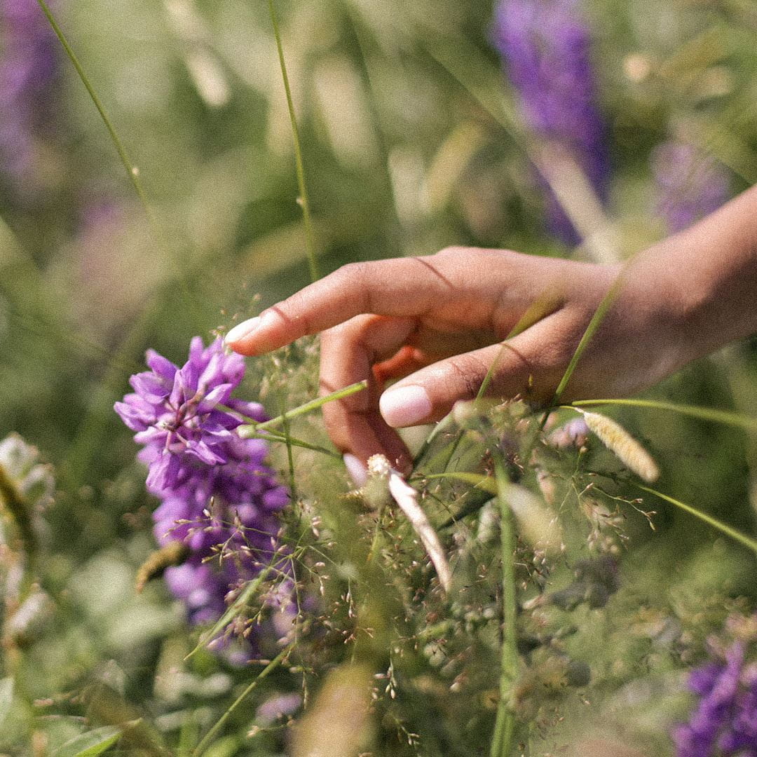 hand touching a purple flower