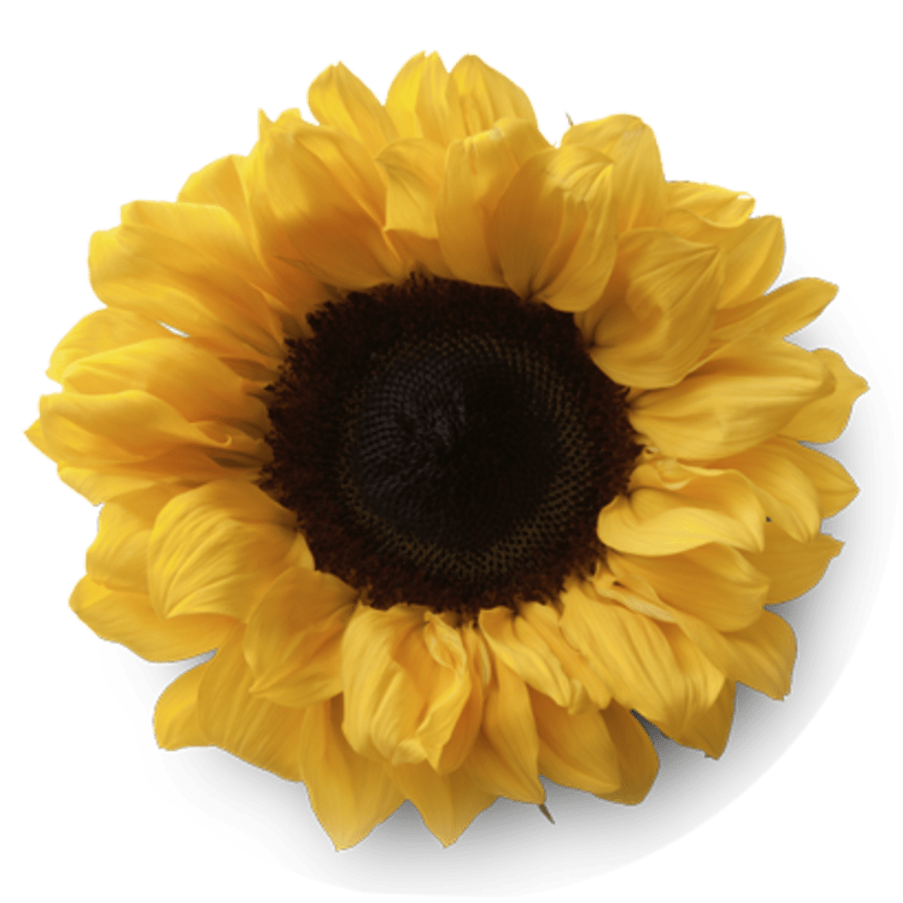 Sonnenblumenöl als Inhaltsstoff