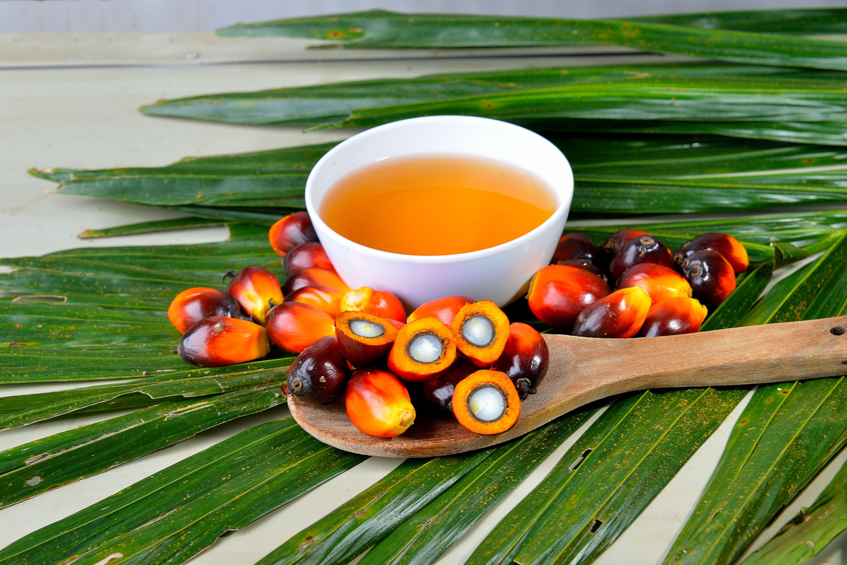 palm oil kernels