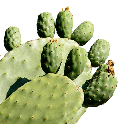 Woda kaktusowa
