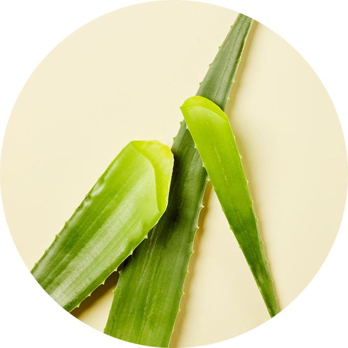 aloe vera