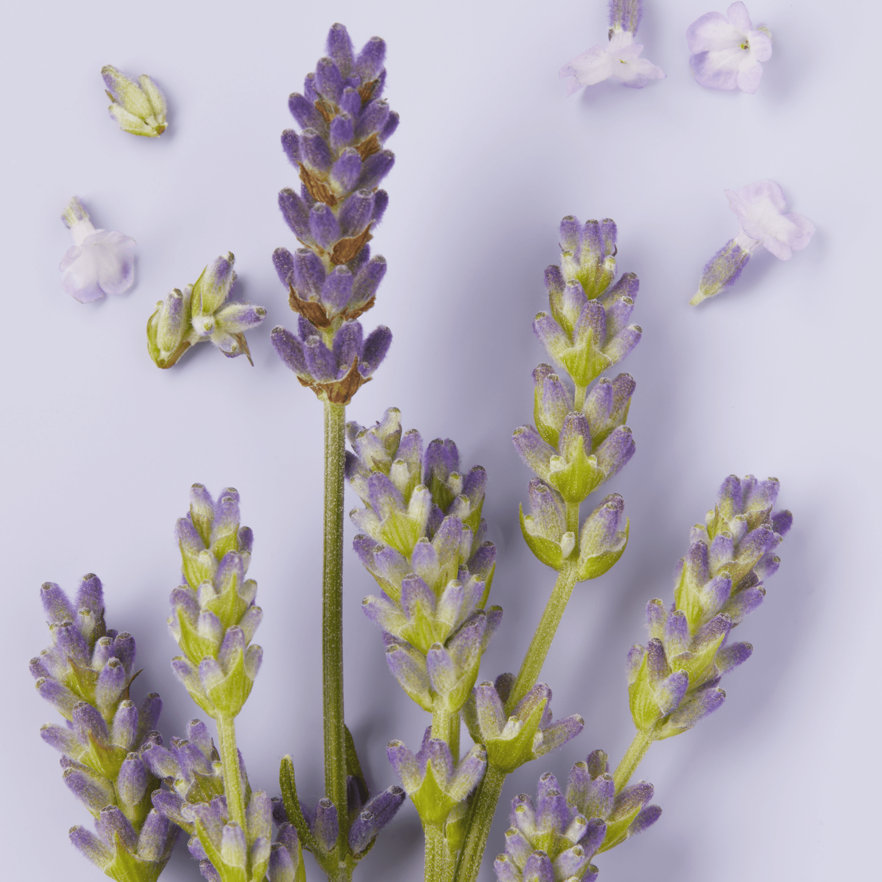 Organischer Lavendel