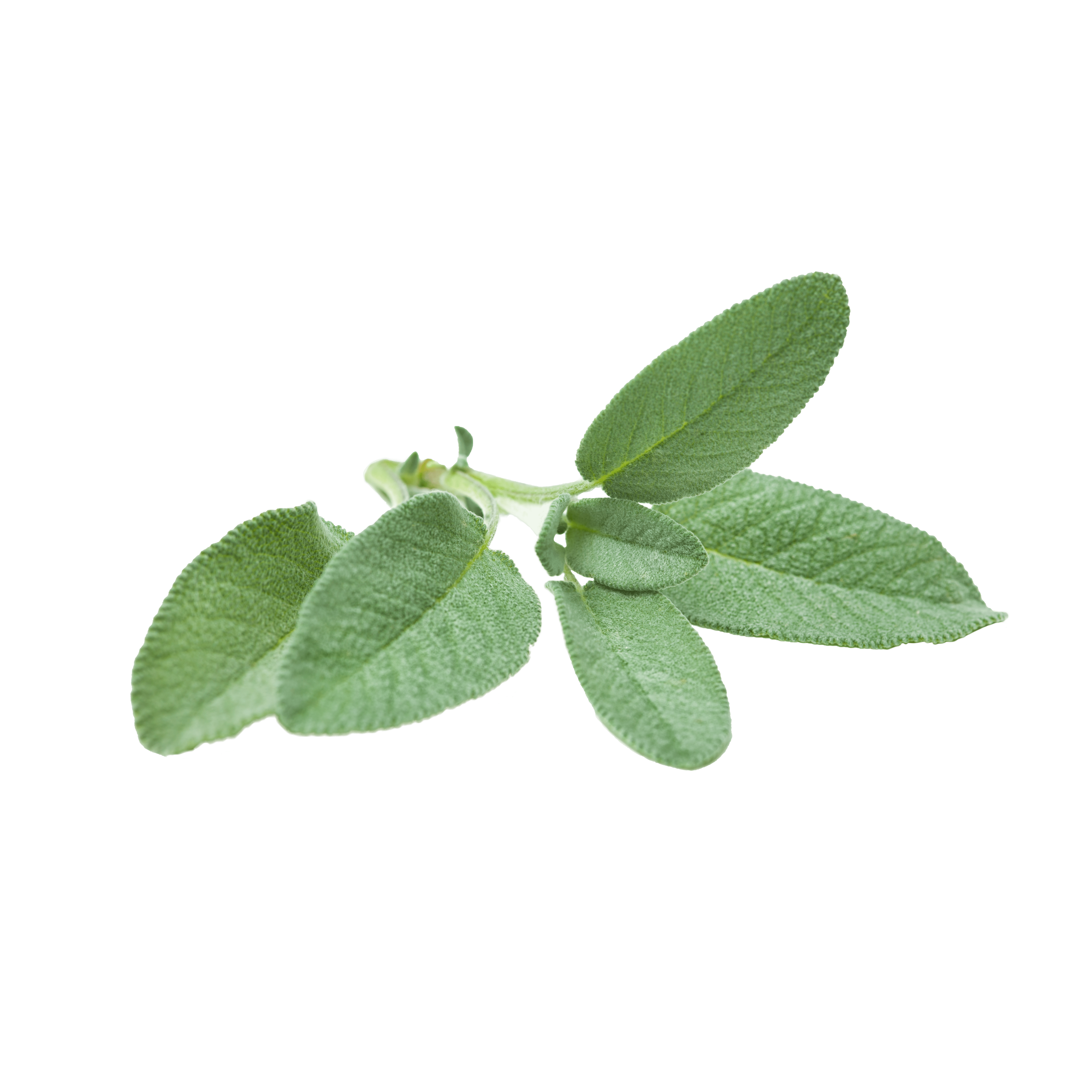 Salvia Officinalis Leaf Extract