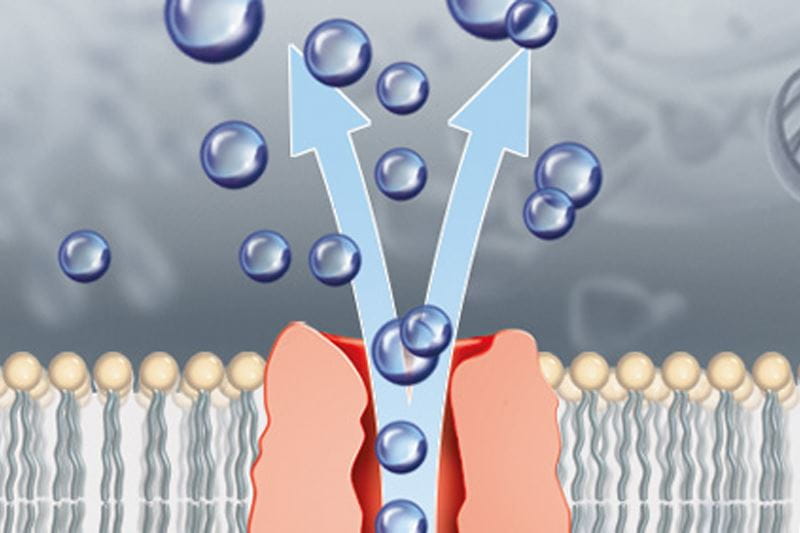 NIVEA разрабатывает крем, который содержит активный фермент нашей кожи — коэнзим Q10