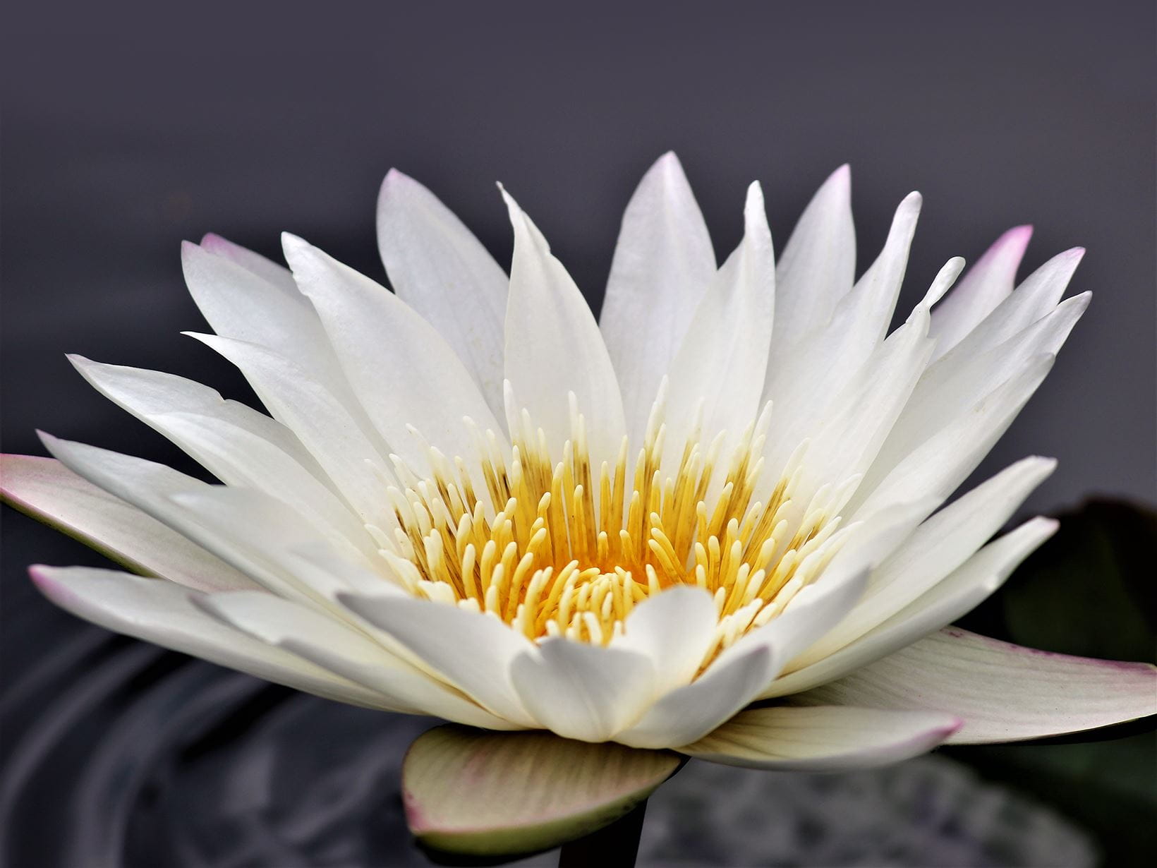tradicionalni-cvet-lotosa