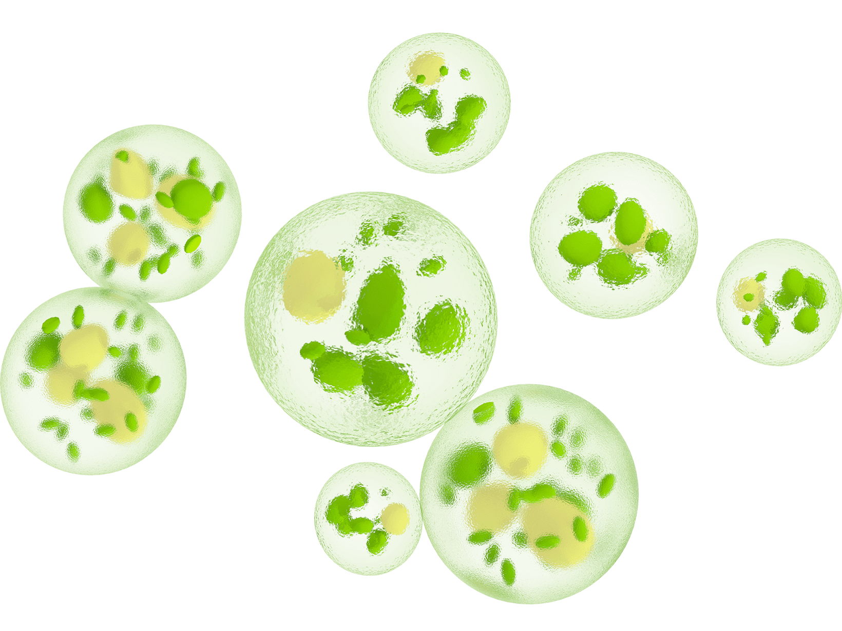 ekstrakt-algi