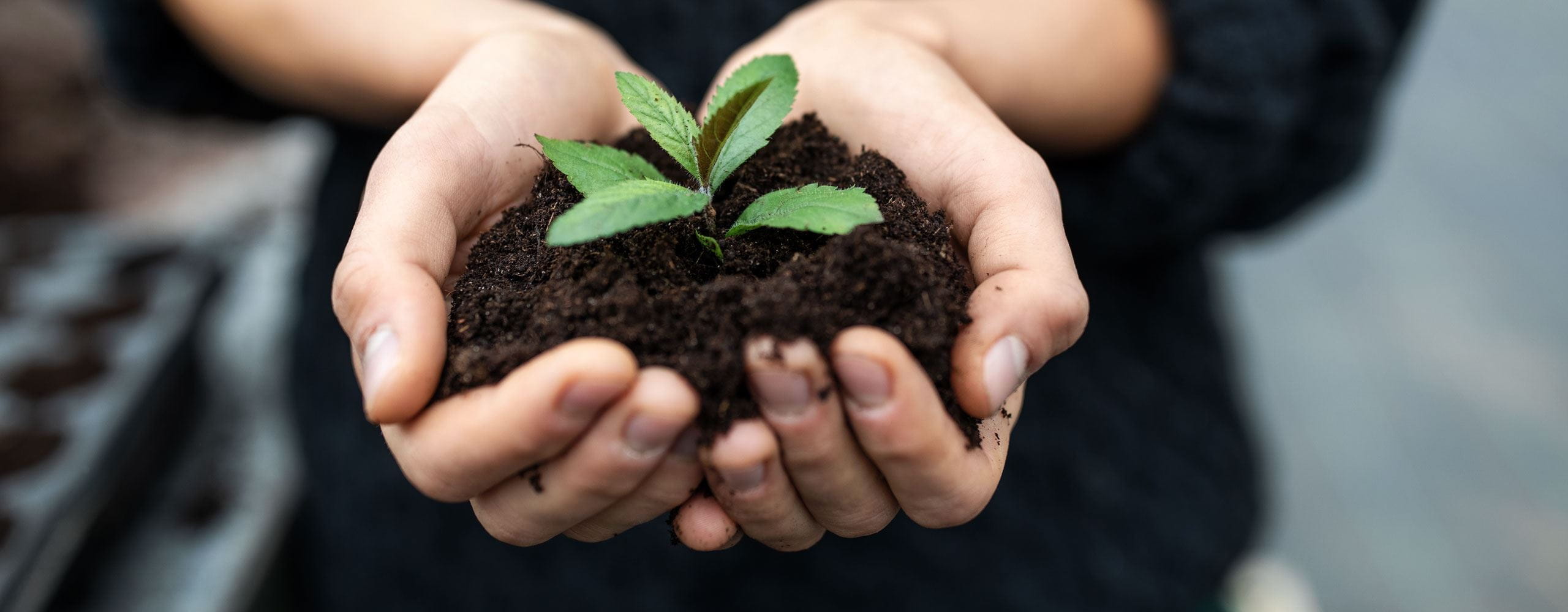 hands holding a plant in soil