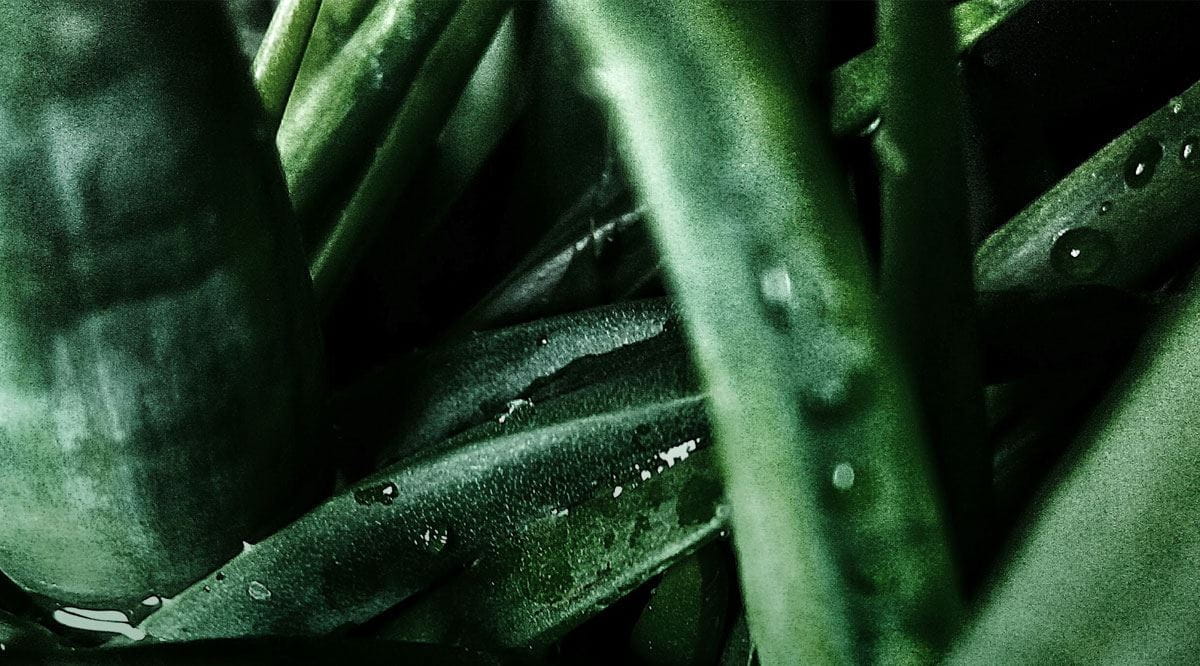 Gotas de água em folhas de planta