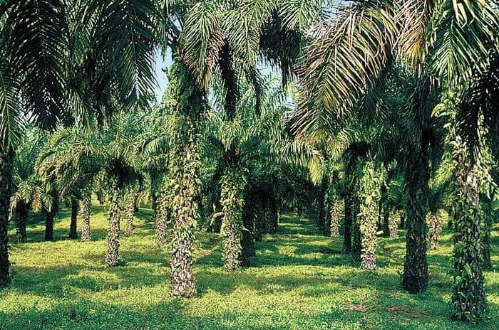 plantação de palmeiras