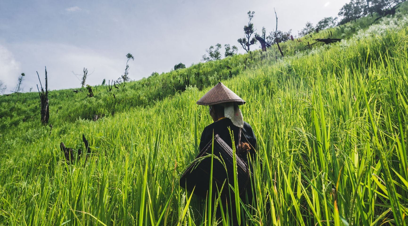 Pessoa com chapéu de palha, num campo vegetativo