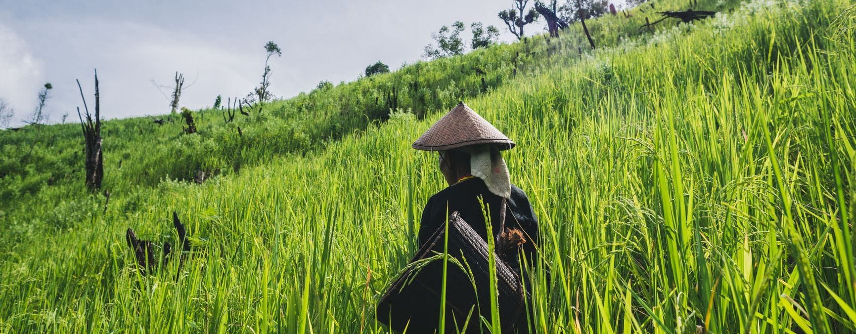 Pessoa com chapéu de palha, num campo vegetativo