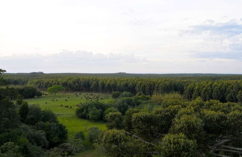 A high up view of a lush and green forest with a grass covered field and animals shown in the distance on a cloudy day. 