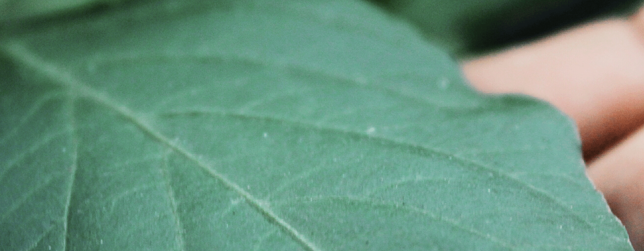 Groene blad