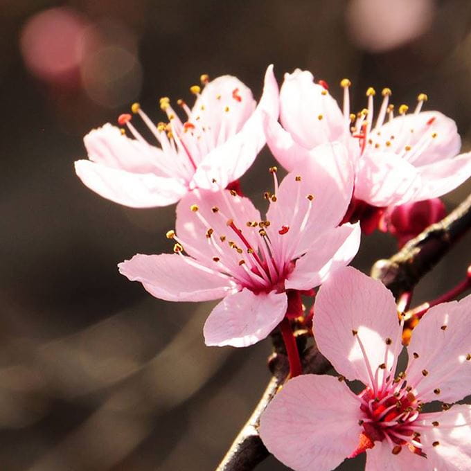 cherry-blossom-close-up