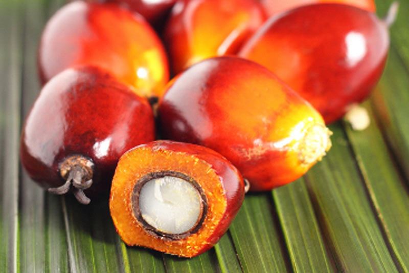 Na poti k trajnostnemu palmovemu olju