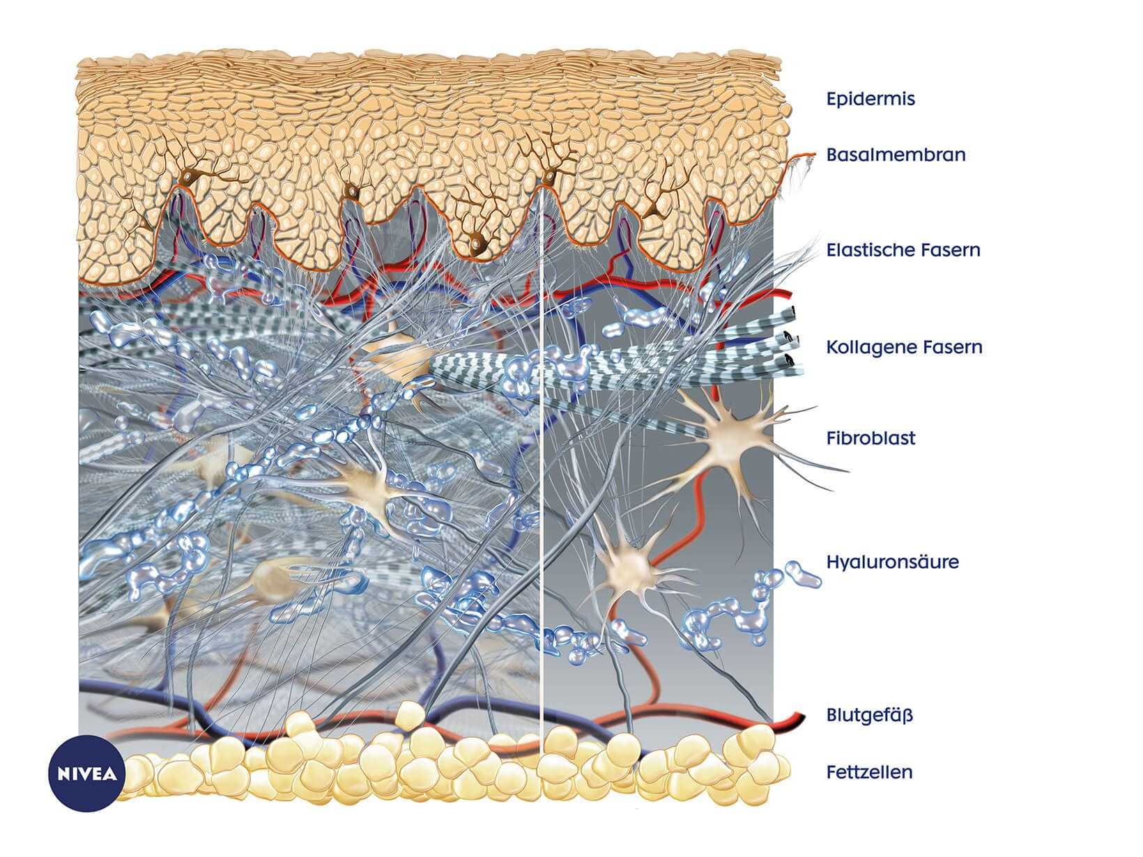 Aufbau der Haut mit Hyaluronsäure