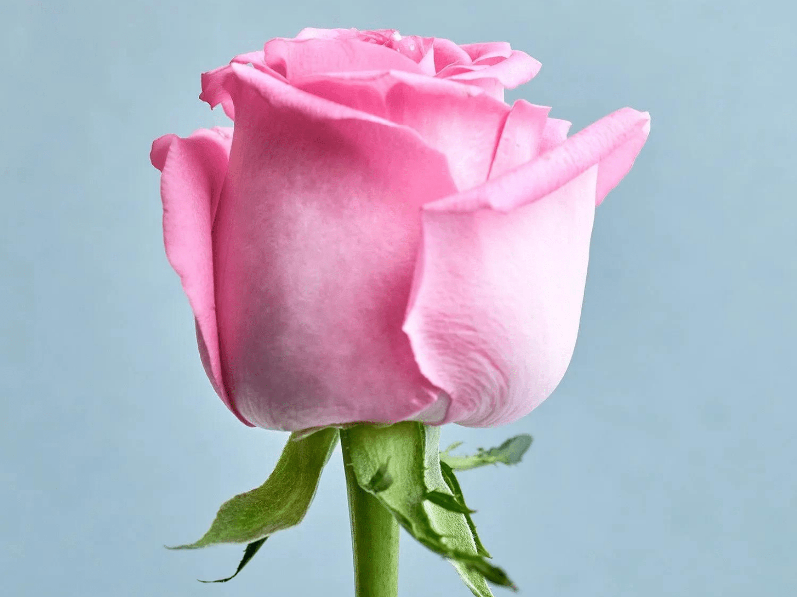 rose oil image