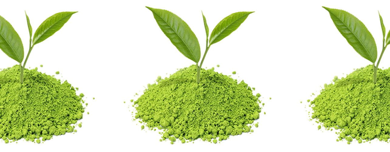 green tea extract ingredient