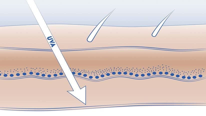 Diagram of epidermis and UVA penetration