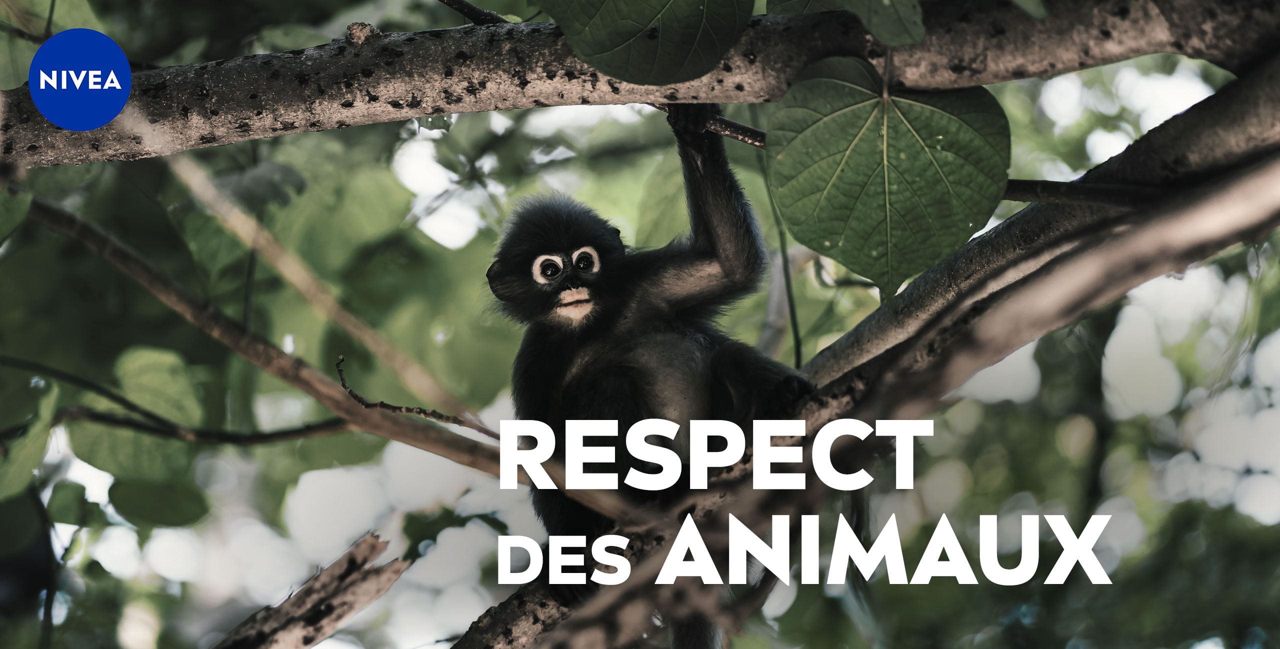 respecting animals