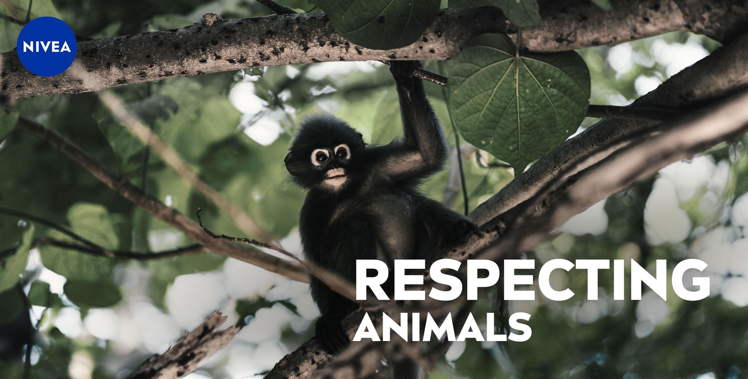 respecting animals