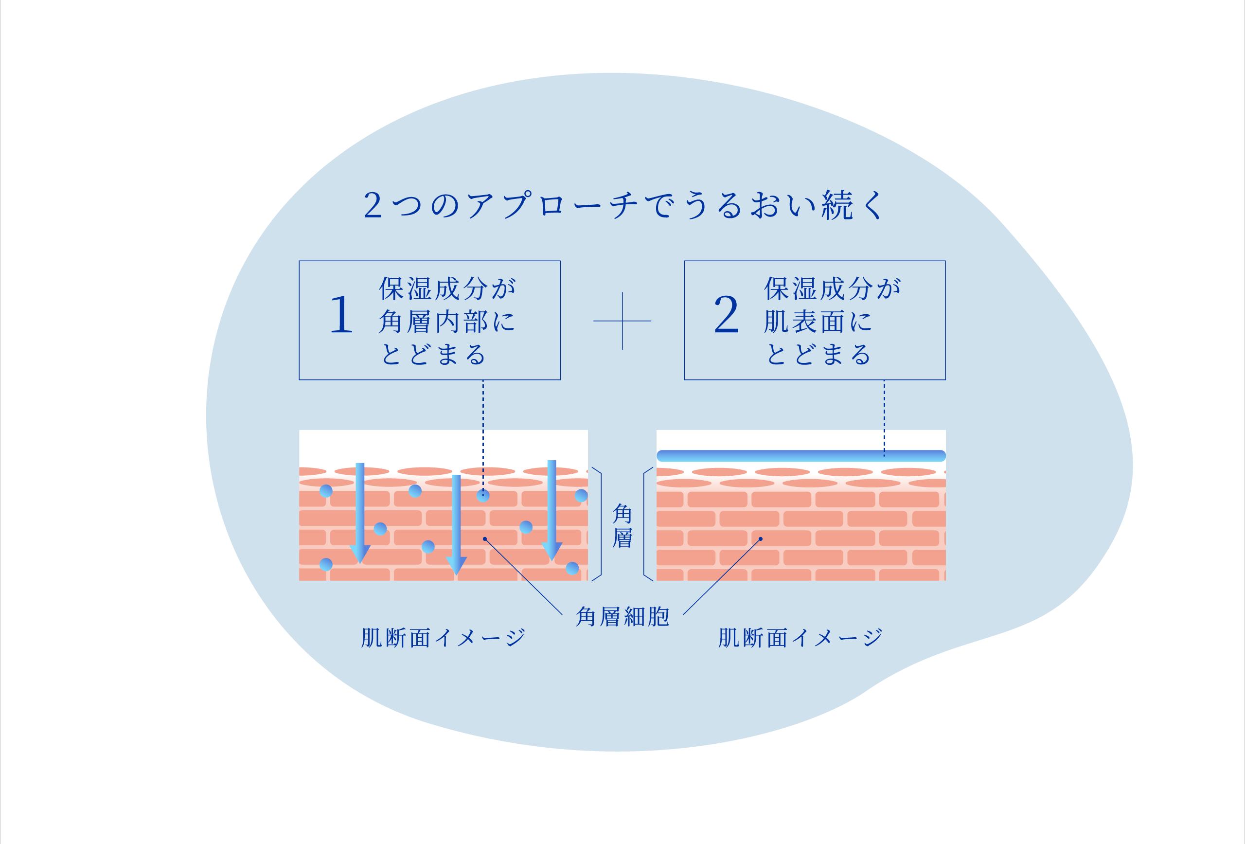 2つのアプローチでうるおい続く  1.保湿成分が角層内部にとどまる 2.保湿成分が肌表面にとどまる