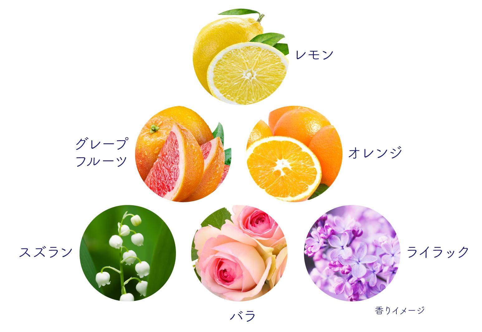 香りのイメージとなる草花の図。レモン、グレープフルーツ、オレンジ、スズラン、バラ、ライラックをイメージ。