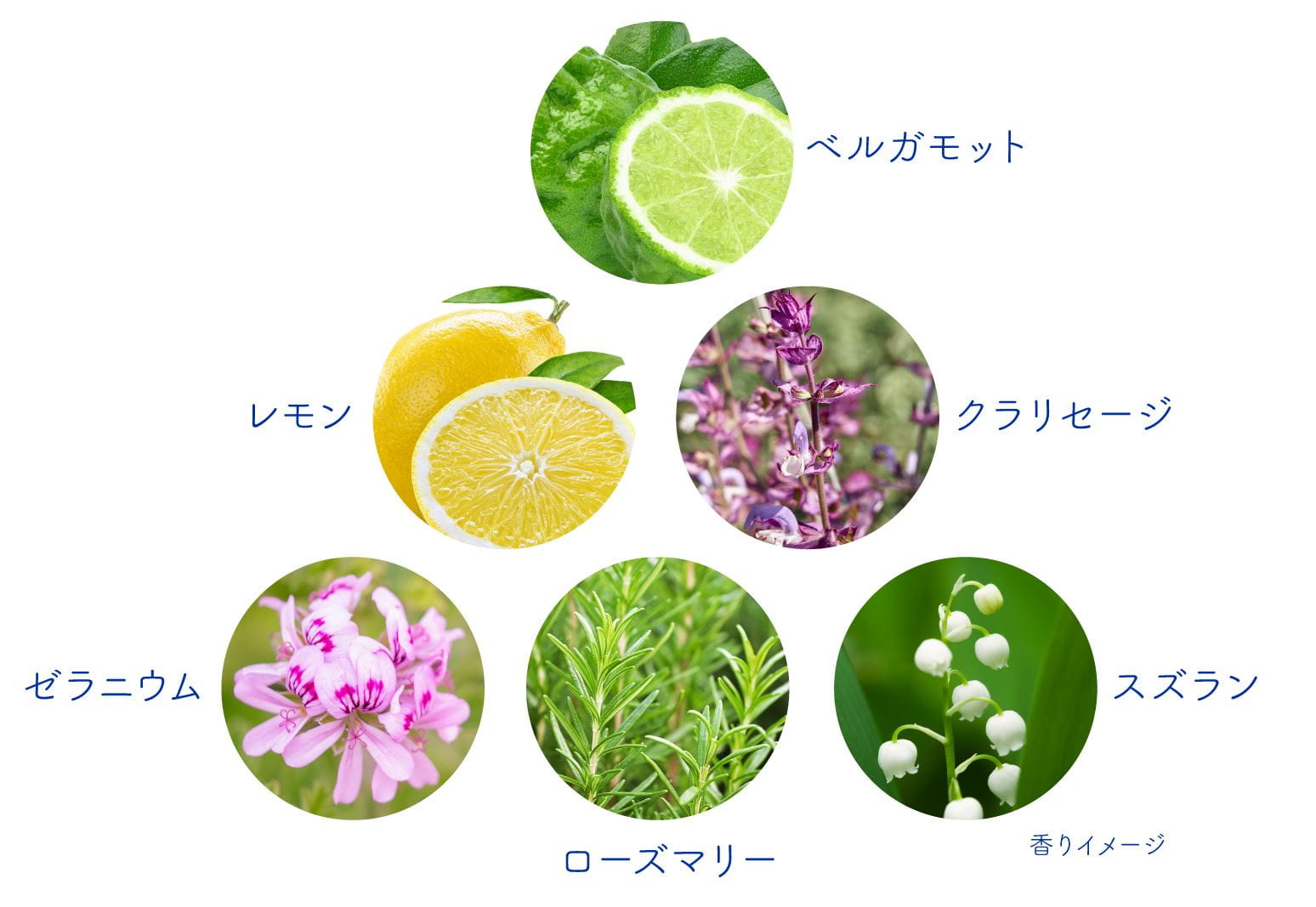 香りのイメージとなる草花の図。ベルガモット、レモン、クラリセージ、ゼラニウム、ローズマリー、スズランをイメージ。