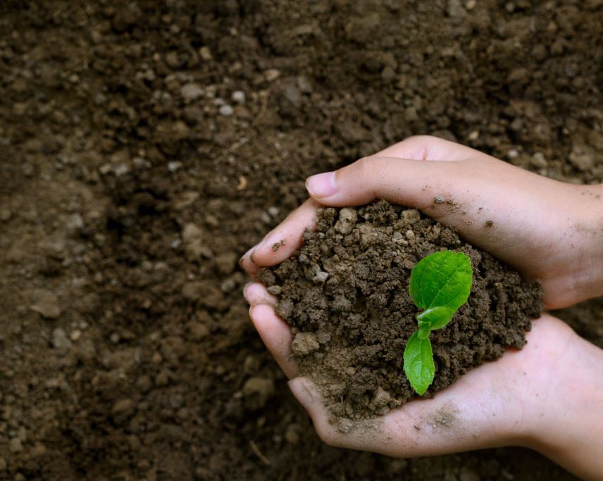 Hands Holding Soil with Plants Seedlings