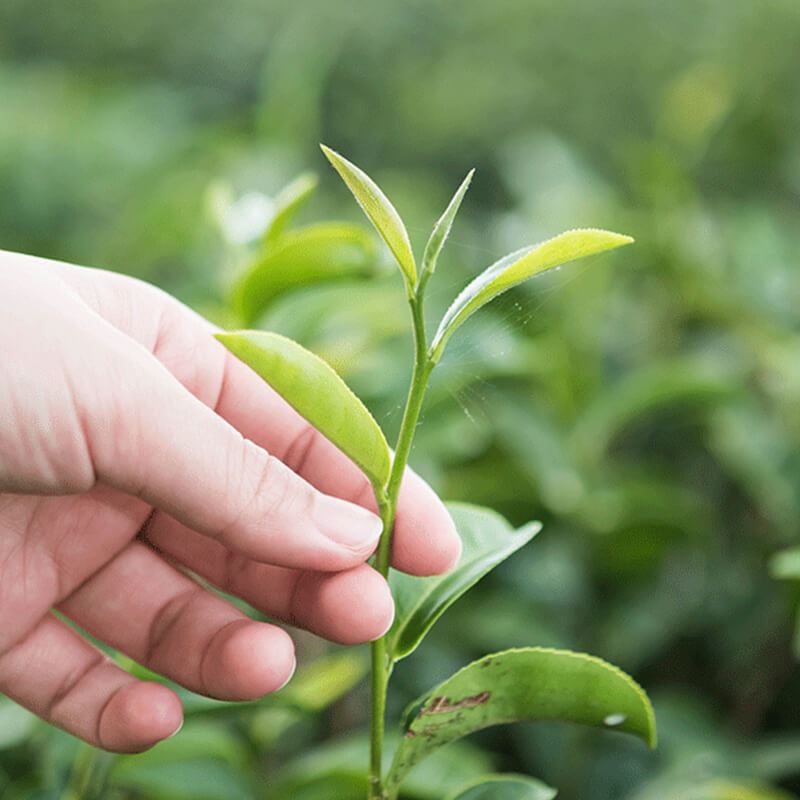 usos y beneficios del te verde