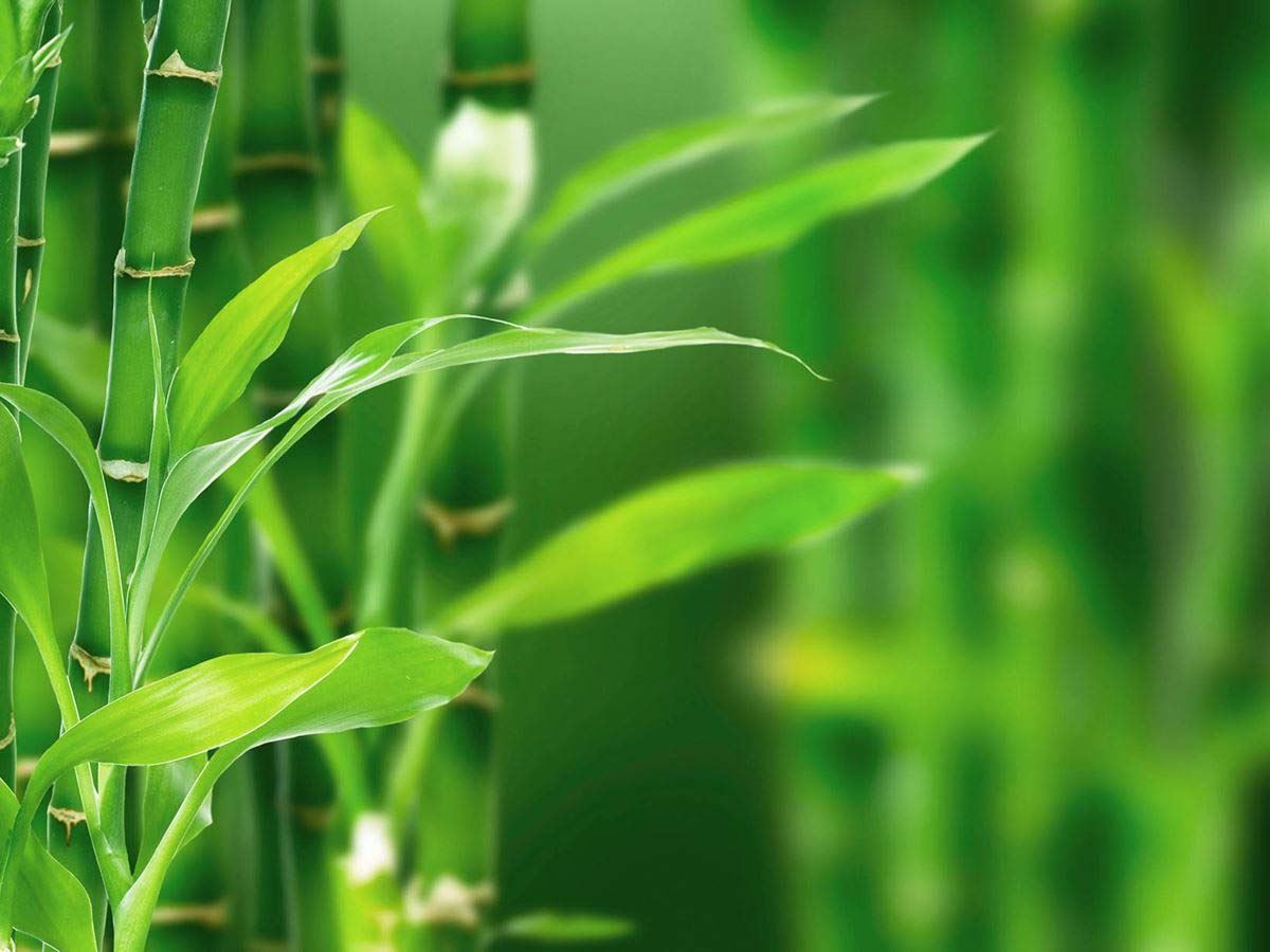 Bamboe – NIVEA