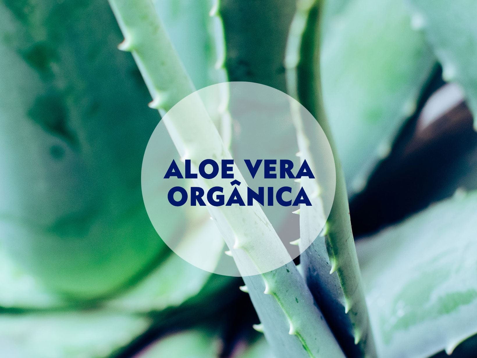 Aloe Vera Orgânica
