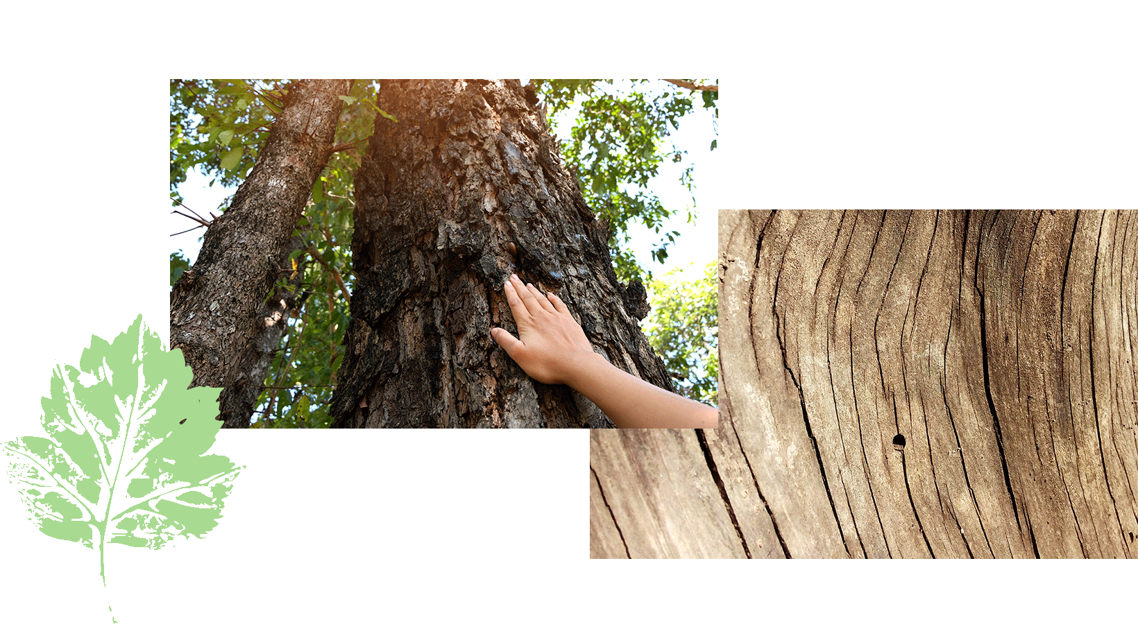 Прикосновение рук к кольцам коры деревьев