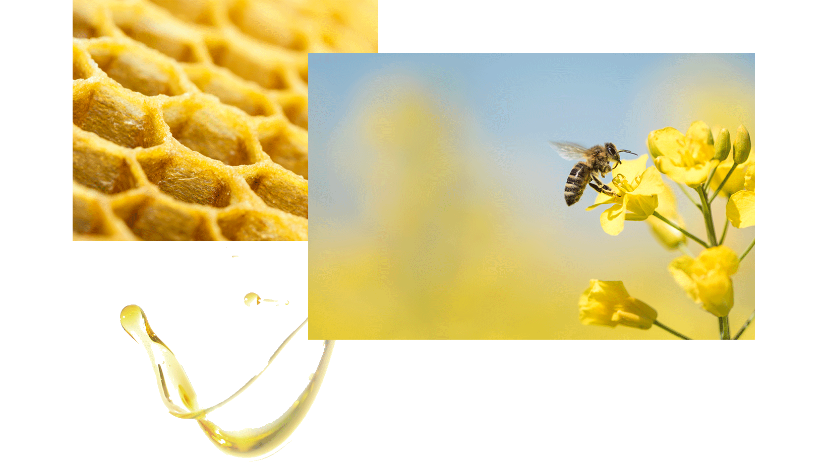 Соты, пчела на цветке: крупный план
