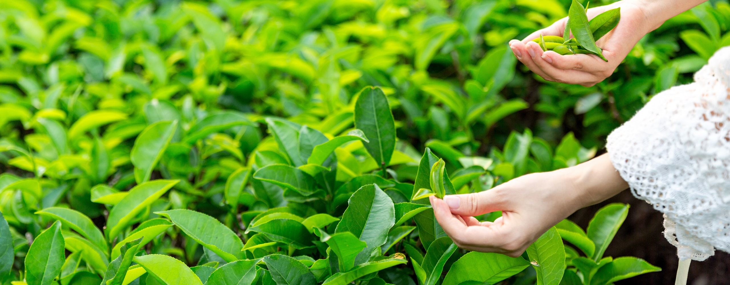 The Benefits Of Green Tea For Skin, Advice